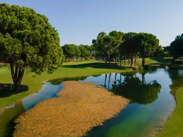 Sueno Pines Golf Course 600