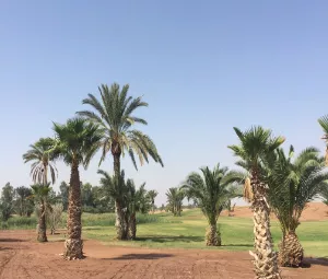 PalmGolf Marrakech Palmeraie